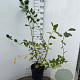Amelanchier lamarckii 100-125 cm 7,5L
