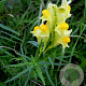 Linaria vulgaris GM P9