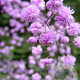 Thalictrum del. 'Hewitt's Double' GM P9
