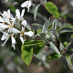 Amelanchier ovalis 150-175 cm met kluit