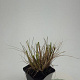 Pennisetum al. 'Hameln' GM P9