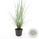 Pennisetum al. 'Hameln' GM P9