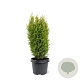 Chamaecyparis l. 'Ellw. Gold' 30-40 cm 3,0L