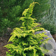 Chamaecyparis o. 'Fernspray Gold' 25-30 cm 3,5L
