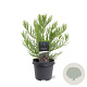 Sequoiadendron giganteum 30-40 cm 5,0L