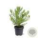 Sequoiadendron giganteum 30-40 cm 5,0L