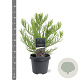 Sequoiadendron giganteum 30-40 cm 5,0L