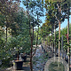 Acer griseum 250-300 cm container meerstammig