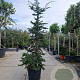 Cedrus libani 250-300 cm cont. 70L