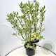 Cornus alba 'Elegantissima' 80-100 cm 10L