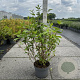 Cornus alba 'Sibirica' 60-80 cm 10L