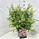 Kolkwitzia amabilis 50-60 cm 20L