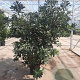 Pittosporum tobira 100-125 cm 30L