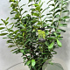 Prunus l. 'Novita' 125-150 cm 10L