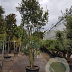 Quercus ilex 300-350 cm cont. 180L paraplu