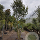 Quercus ilex 300-350 cm cont. 180L paraplu