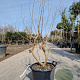 Vitex agnus-castus 125-150 cm 30L