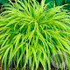 Hakonechloa macra 'All Gold' GM P9
