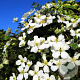 Clematis 'Grandiflora' 175-200 cm 7,5L