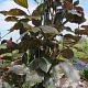 Fagus syl. 'Latifolia' 175-200 cm met kluit