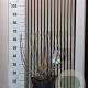 Hydrangea pan. Candlelight 50-60 cm 7,5L