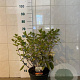 Hydrangea pan. 'Grandiflora' 50-60 cm 7,5L