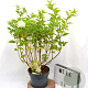 Hydrangea pan. 'Limelight' 40-50 cm 5,0L