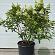Hydrangea pan. Pinky Winky 125-150 cm 15L