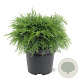 Chamaecyparis l. 'Globosa' 30-40 cm 3,0L