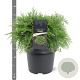 Chamaecyparis l. 'Globosa' 30-40 cm 3,0L