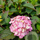 Hydrangea s. 'Preziosa' 50-60 cm 10L