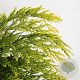 Chamaecyparis l. 'Sunkist' 25-30 cm 3,5L
