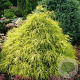 Chamaecyparis p. 'Filifera Aurea' 25-30 cm 3,5L