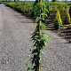 Lonicera henryi 150-175 cm 7,5L