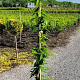 Lonicera henryi 150-175 cm 7,5L