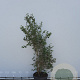 Lonicera xylosteum 150-175 cm met kluit