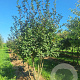 Mespilus germanica 175-200 cm met kluit