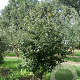Mespilus germanica 200-225 cm met kluit