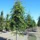 Nyssa sylvatica 175-200 cm met kluit