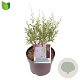 Perovskia atripl. 'Little Spire' 40-50 cm 5,0L