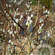 Salix hastata 'Wehrhahnii' 40-50 cm 7,5L