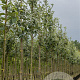Sorbus aria 100-125 cm met kluit