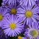 Aster (D) 'Mittelmeer' GM  P11