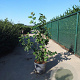 Syringa vulgaris 80-100 cm 10L