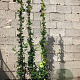 Trachelospermum jasminoides 150-175 cm 4,0L
