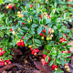 Vaccinium vitis-idaea GM P12