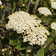 Viburnum lantana 175-200 cm 30L