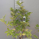 Sambucus nigra 'Haschberg' 80-100 cm 7,5L