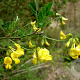Hippocrepis emerus 60-80 cm 7,5L