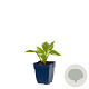 Hosta 'Patriot' GM  P11